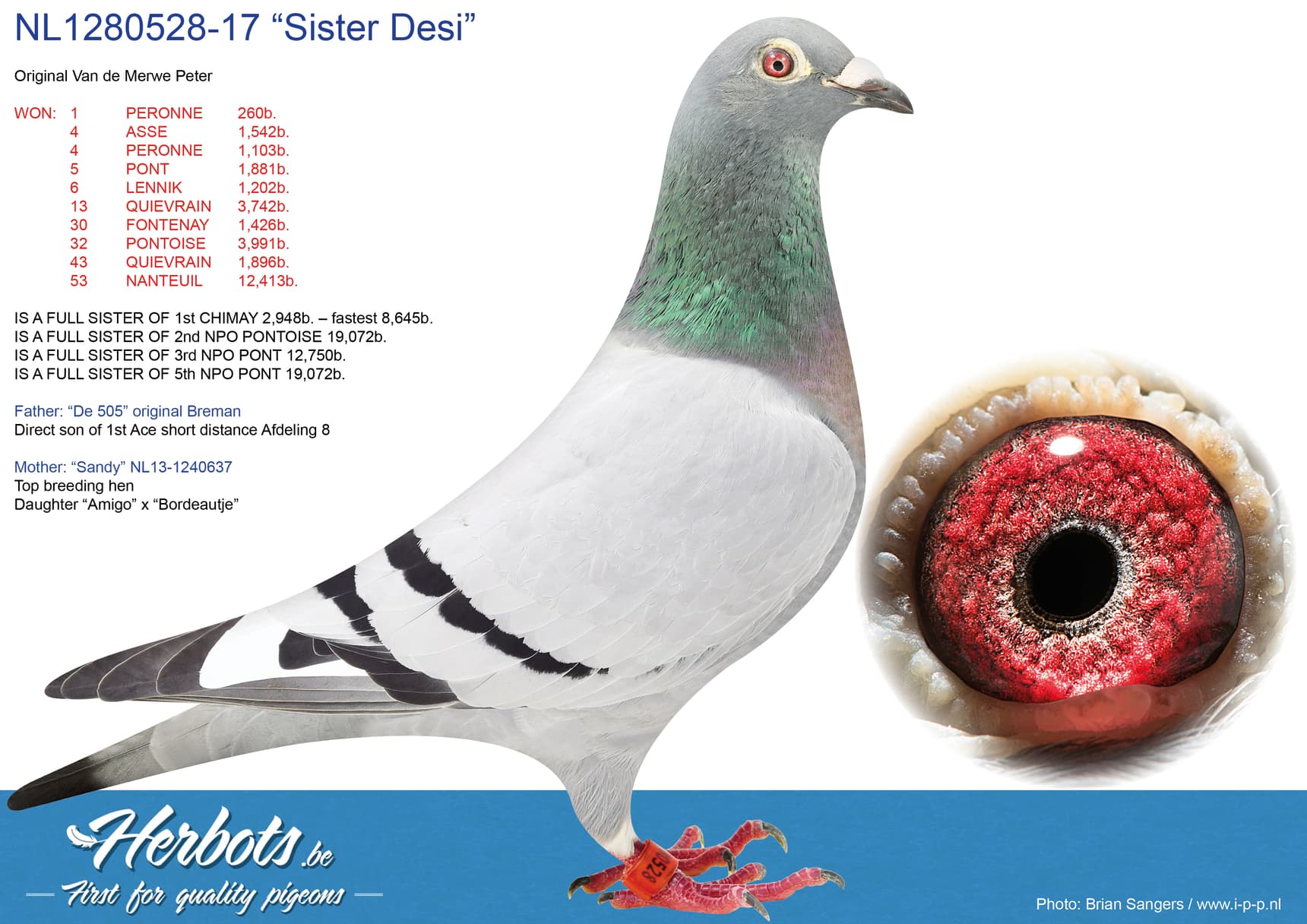 pigeon: “Sister Desi”