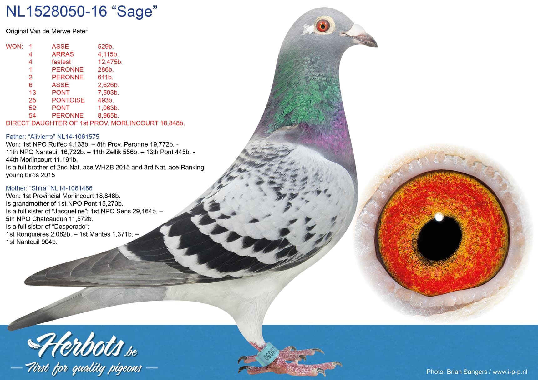 pigeon: undefined