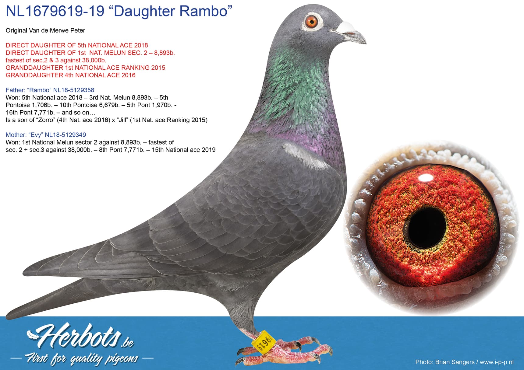pigeon: “Daughter Rambo”