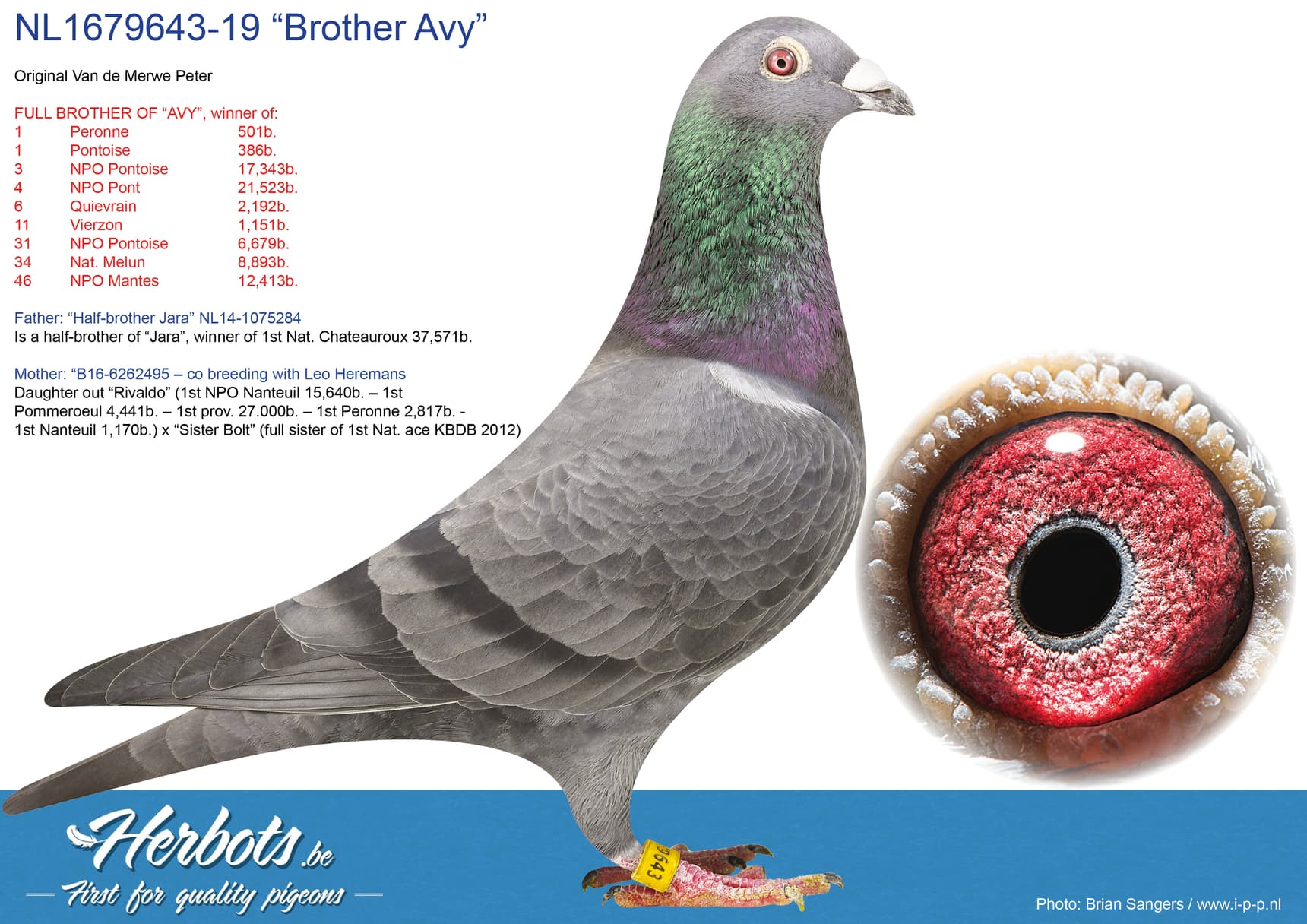 pigeon: “Brother Avy”