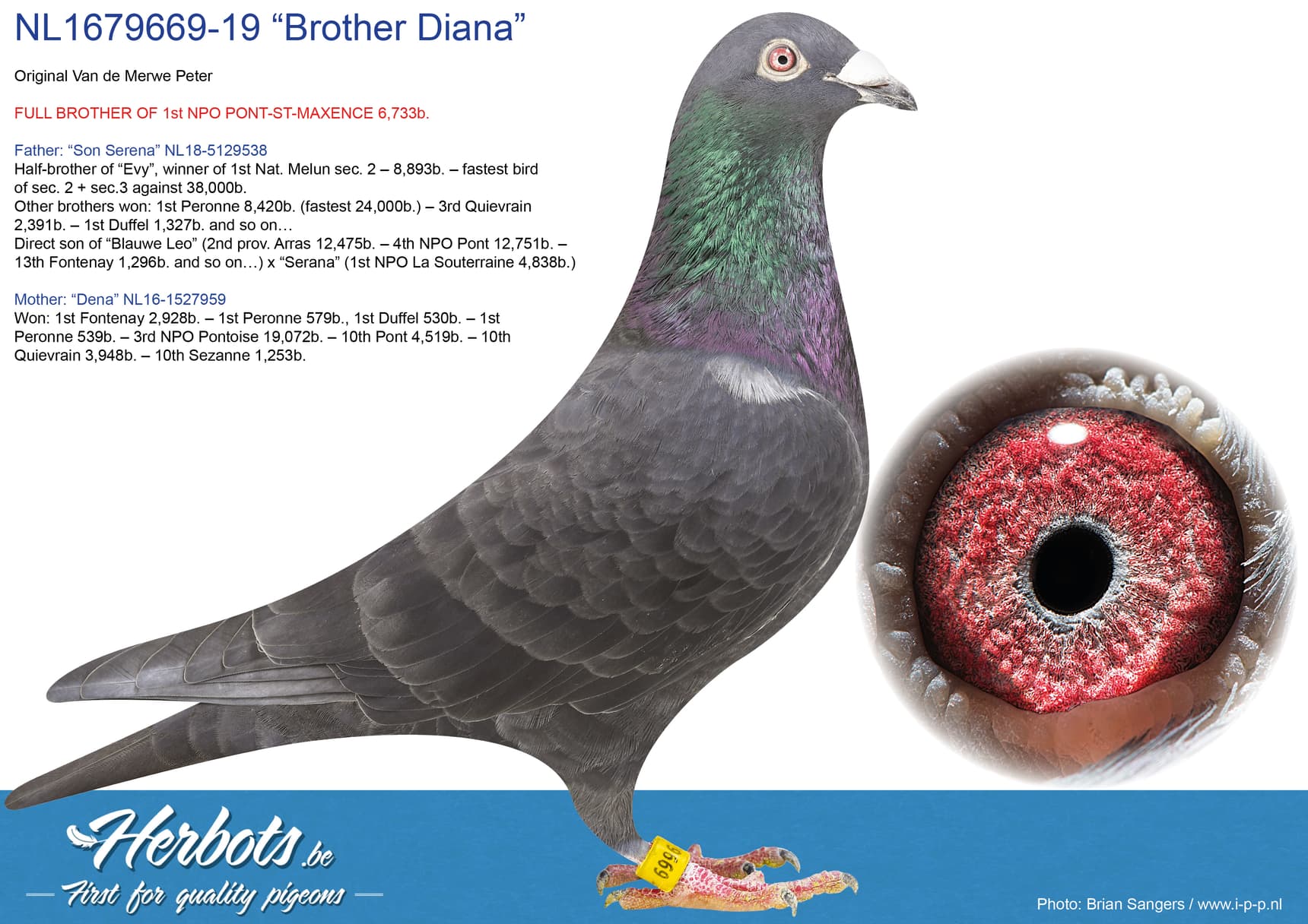 pigeon: “Brother Diana”