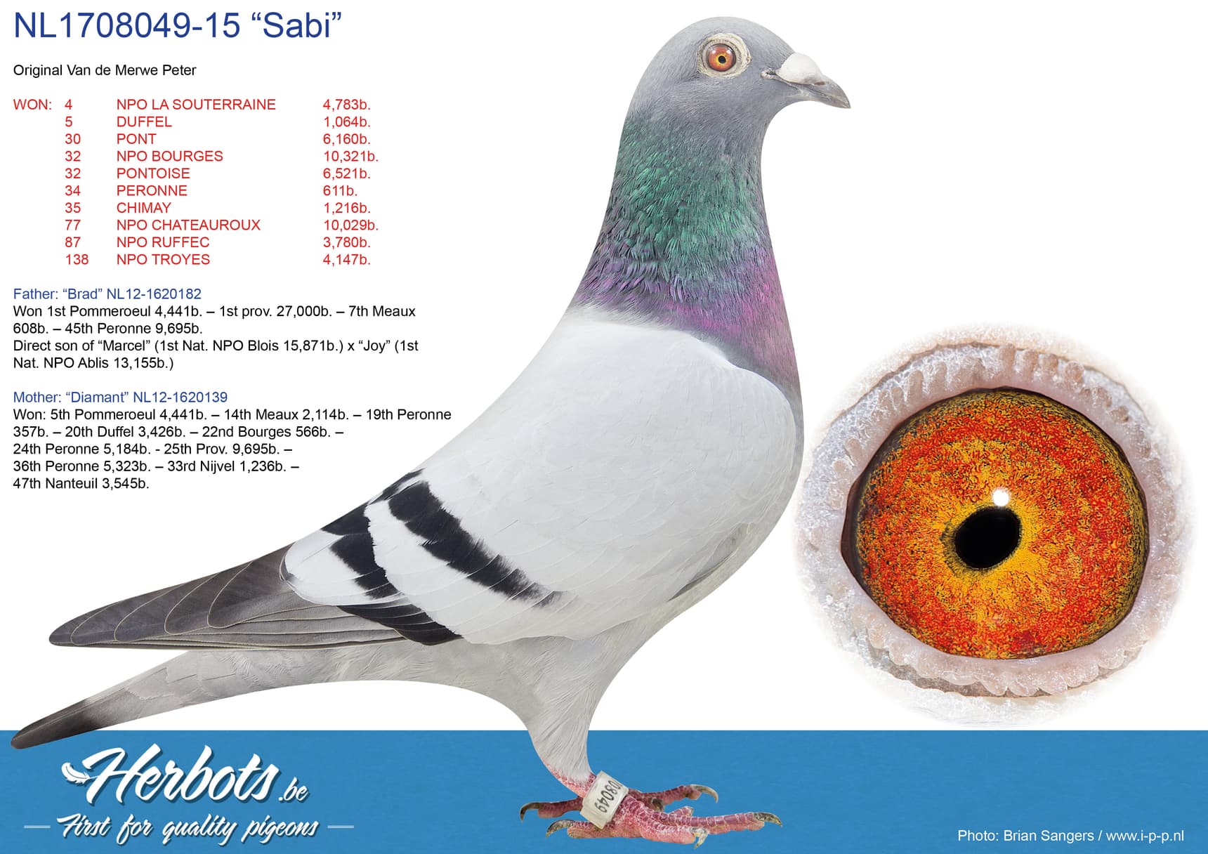 pigeon: undefined