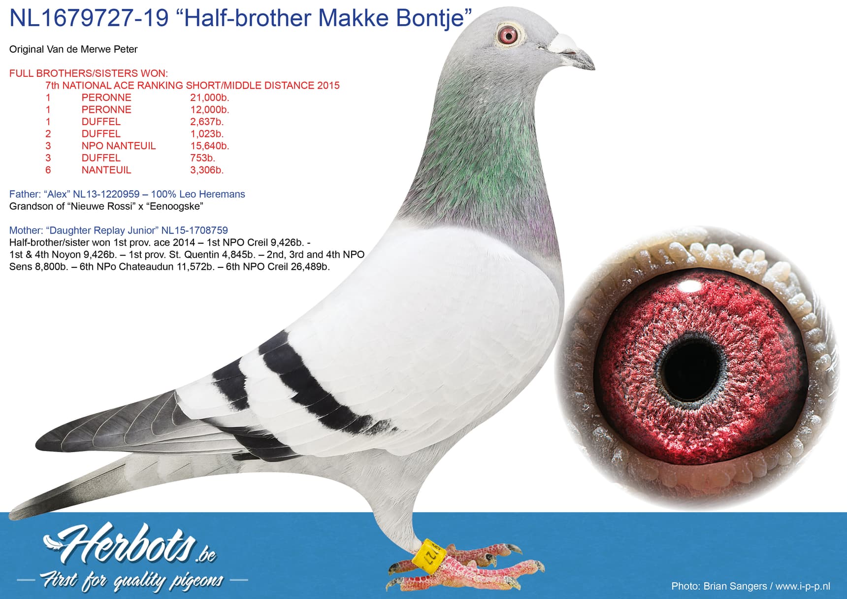 pigeon: “Half-brother Makke Bontje”