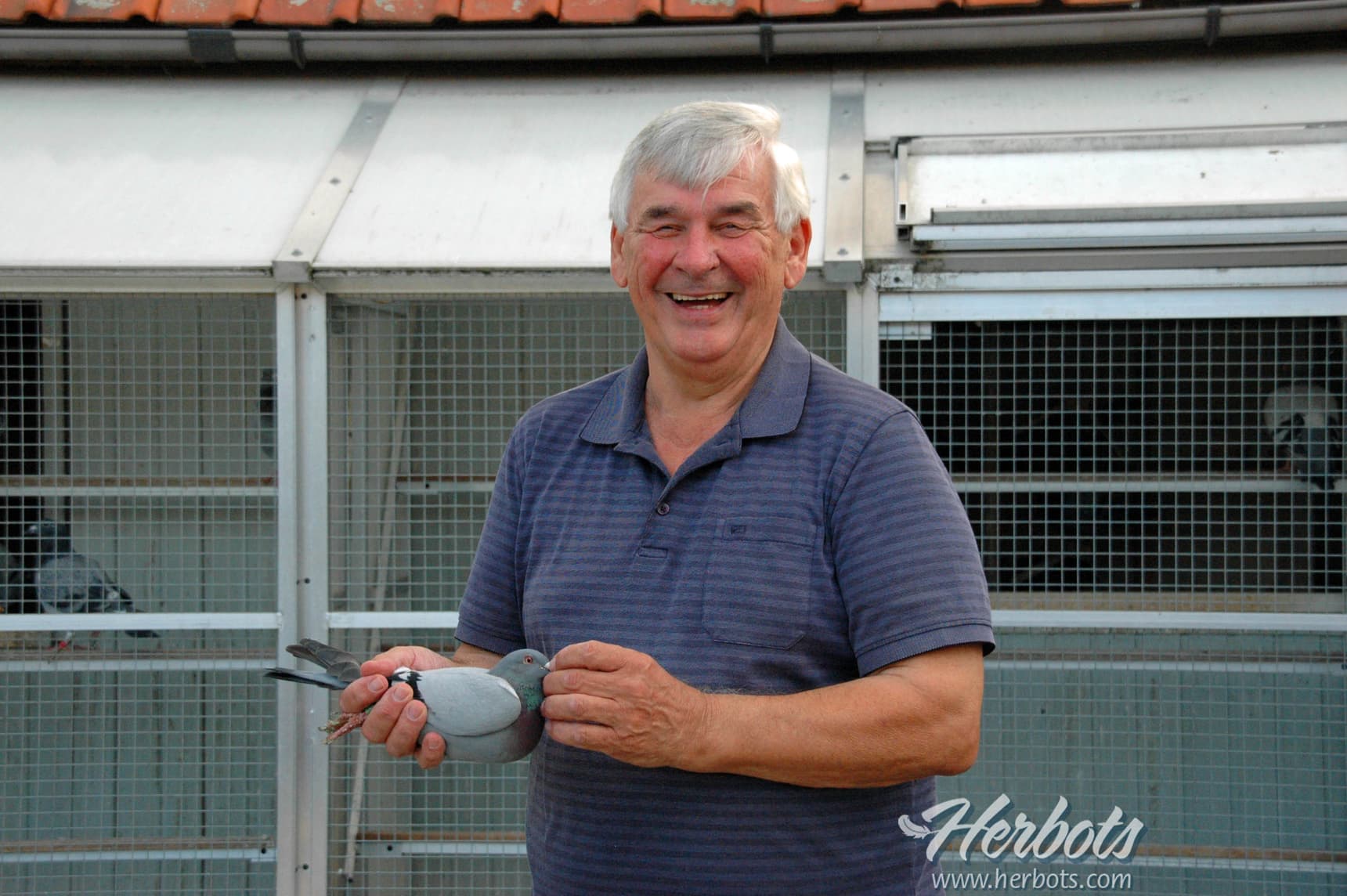 2020 阿尔伯特·德瓦(Albert Derwa, Herent),2020年KBDB中长距离老鸽& 一岁鸽最佳鸽舍全国1位