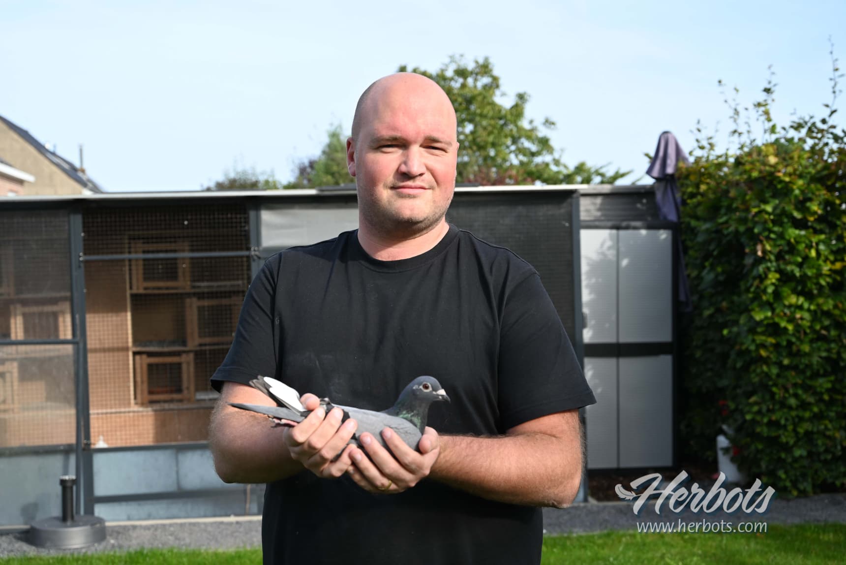 De Boe Maarten - Schendelbeke 1er as pigeon vieux Marathon RFCB ‘23