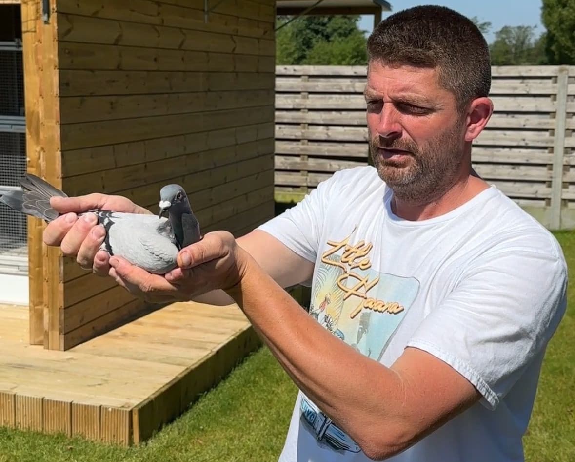 Jelle Roziers (Itegem) triumphs with 1st, 3rd and 6th Provincial Tulle thanks to 3 granddaughters of "New Queen L"