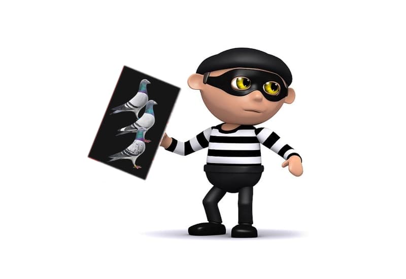 80 pigeons stolen from Marc and Geert Pollin (Snellegem)