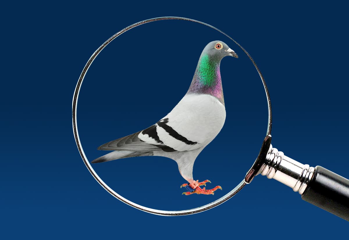 Wij zoeken naar originele Gaby Vandenabeele duiven.