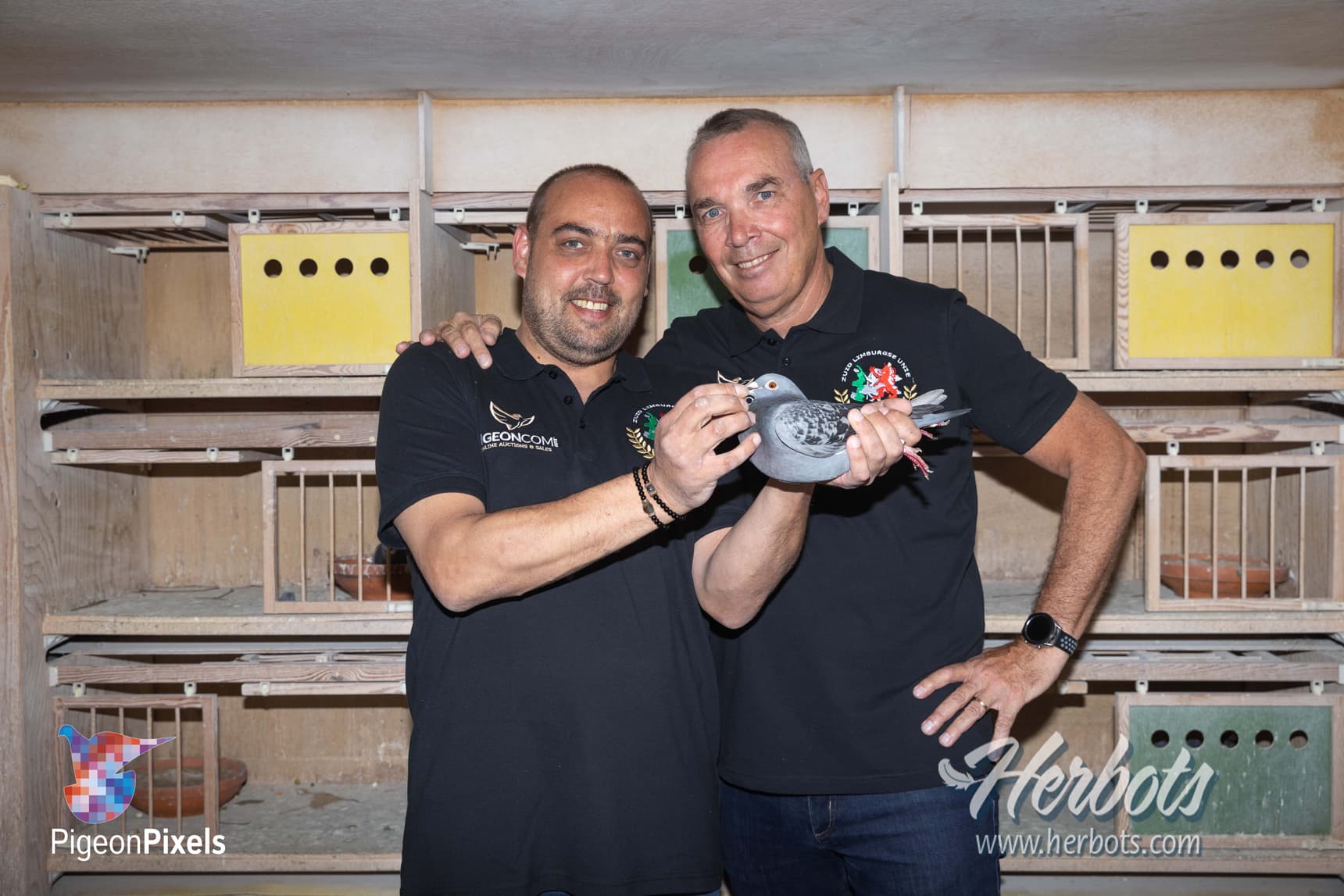 荷兰杨和保罗·格罗勒曼的一岁鸽“丽芙”荣获圣维仙林堡南部ZLU全国冠军