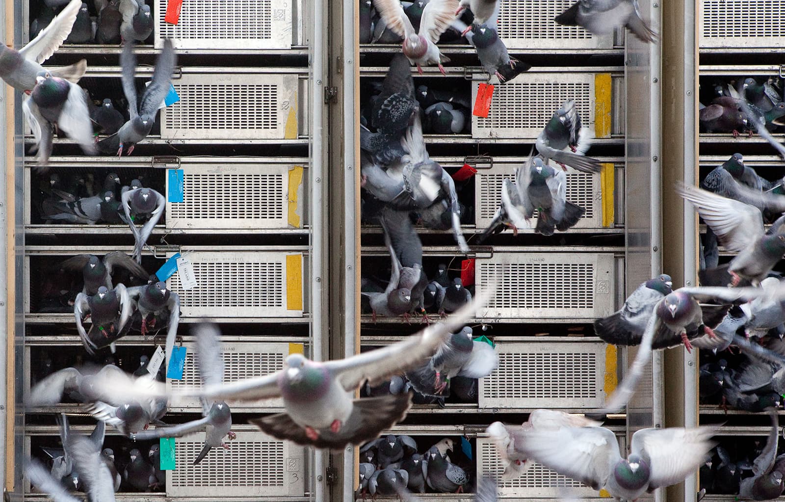 COMMUNIQUE de la RFCB concernant le déroulement des concours pour PIGEONNEAUX