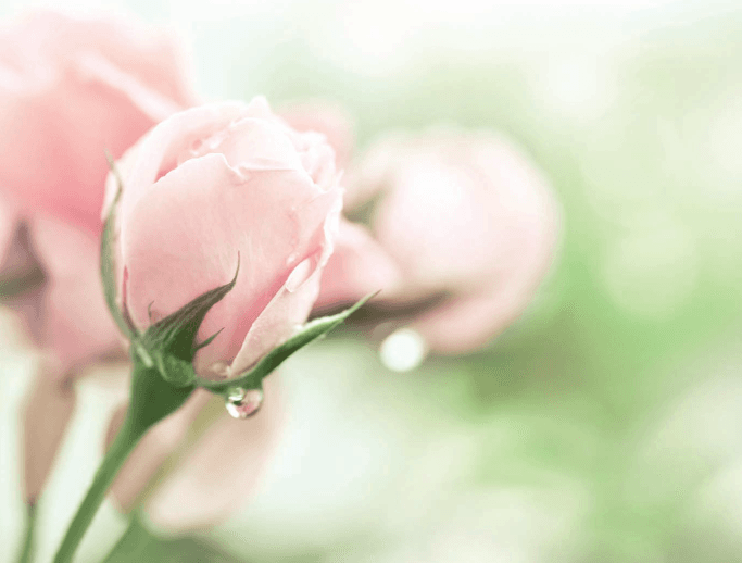 Wij vernamen het overlijden van Lilian Vanbruaene