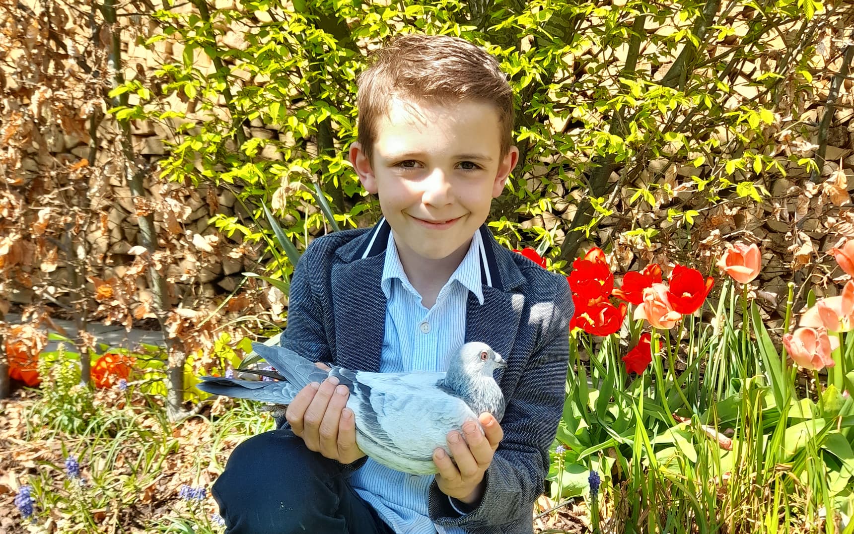 Senne Platteau breed many good young birds out of daughter "OLYMPIC RICO"