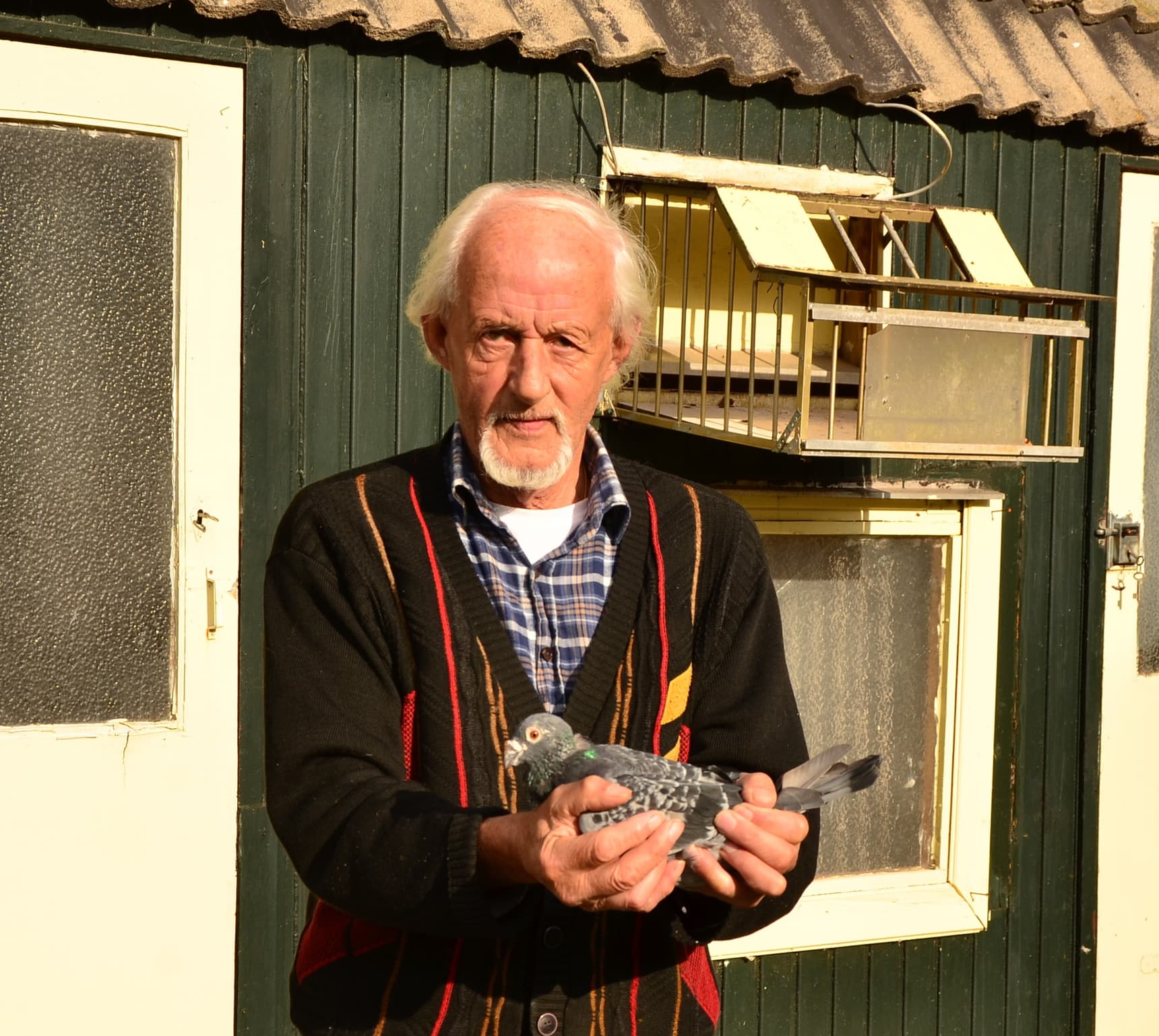 Pigeon Bids Jan Van Ekeren Part II