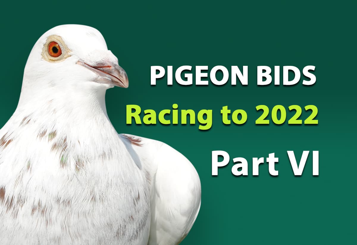 Pigeon Bids Racing to 2022 - Part VI