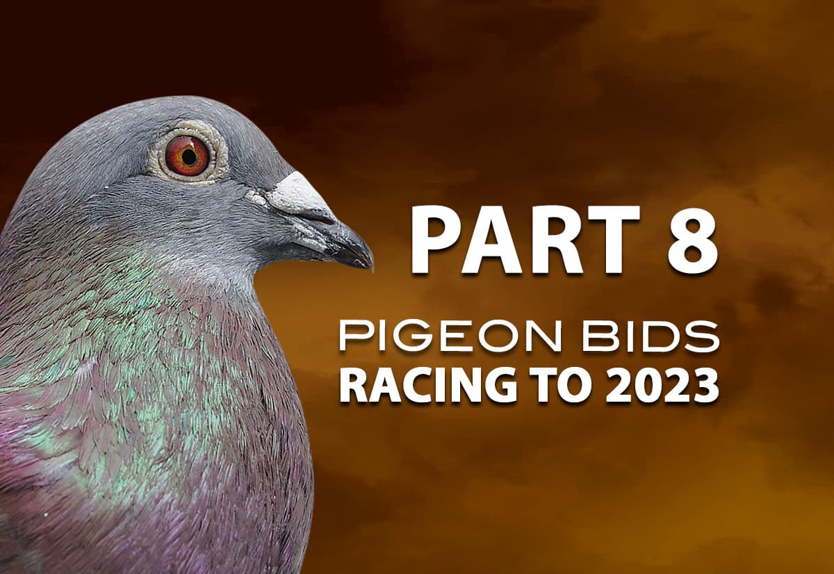 Pigeon Bids Racing to 2023 - Part 8