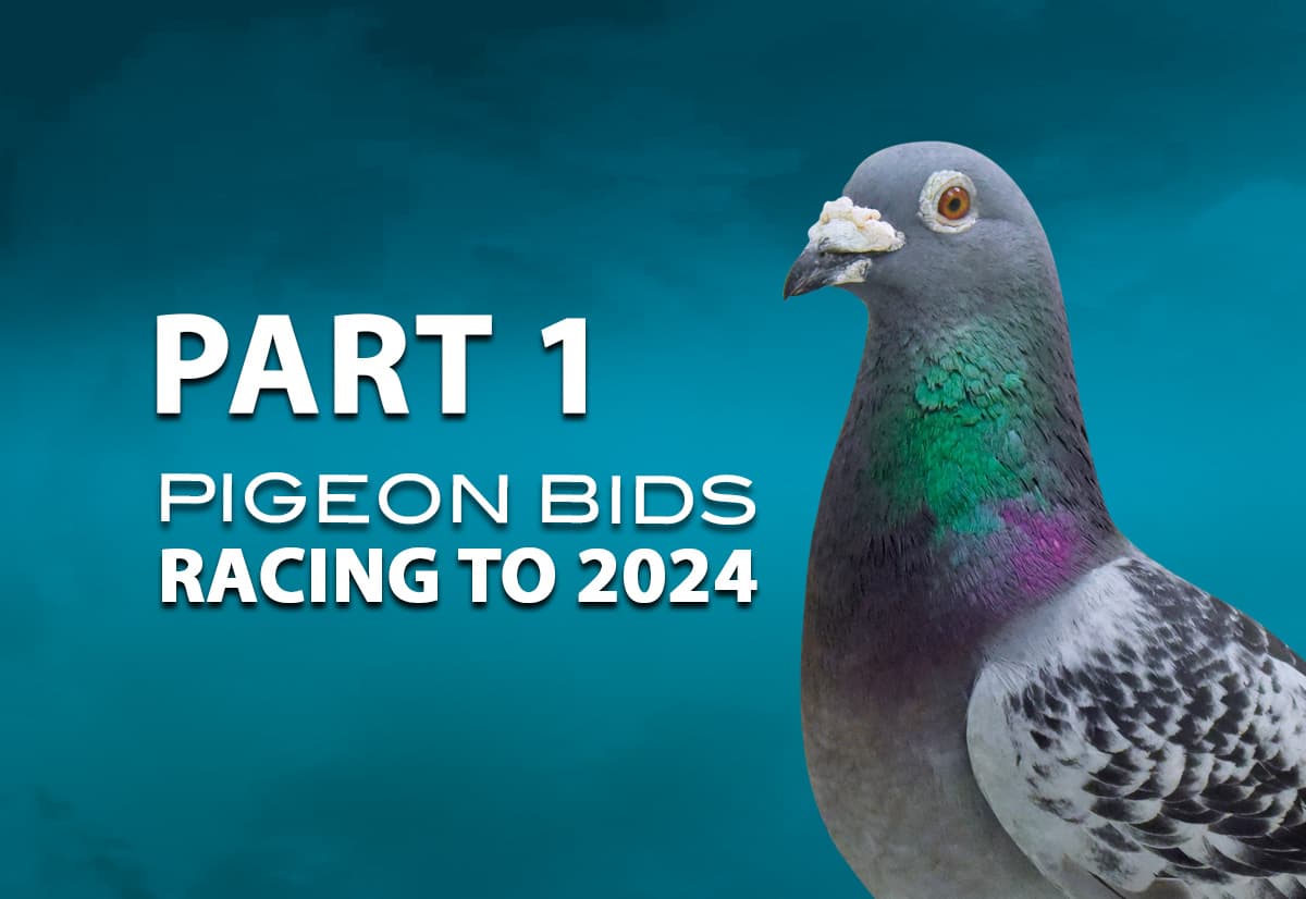 Pigeon Bids Racing to 2024 - Part 1