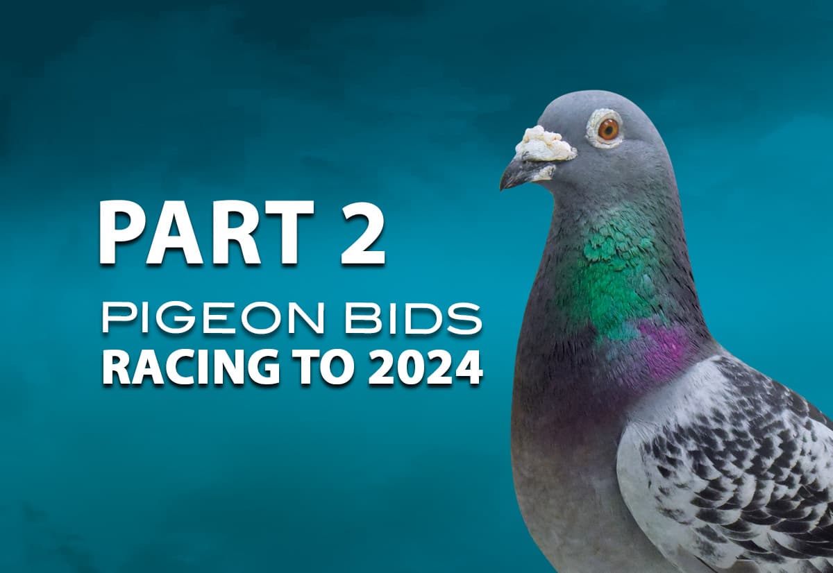 Pigeon Bids Racing to 2024 - Part 2
