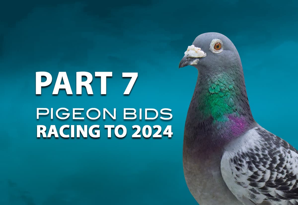 Pigeon Bids Racing to 2024 - Part 7