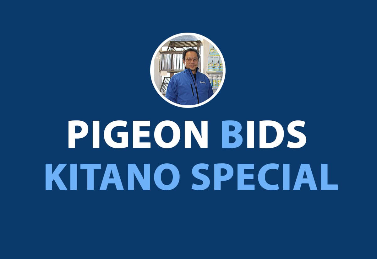 Pigeon Bids Kitano Special