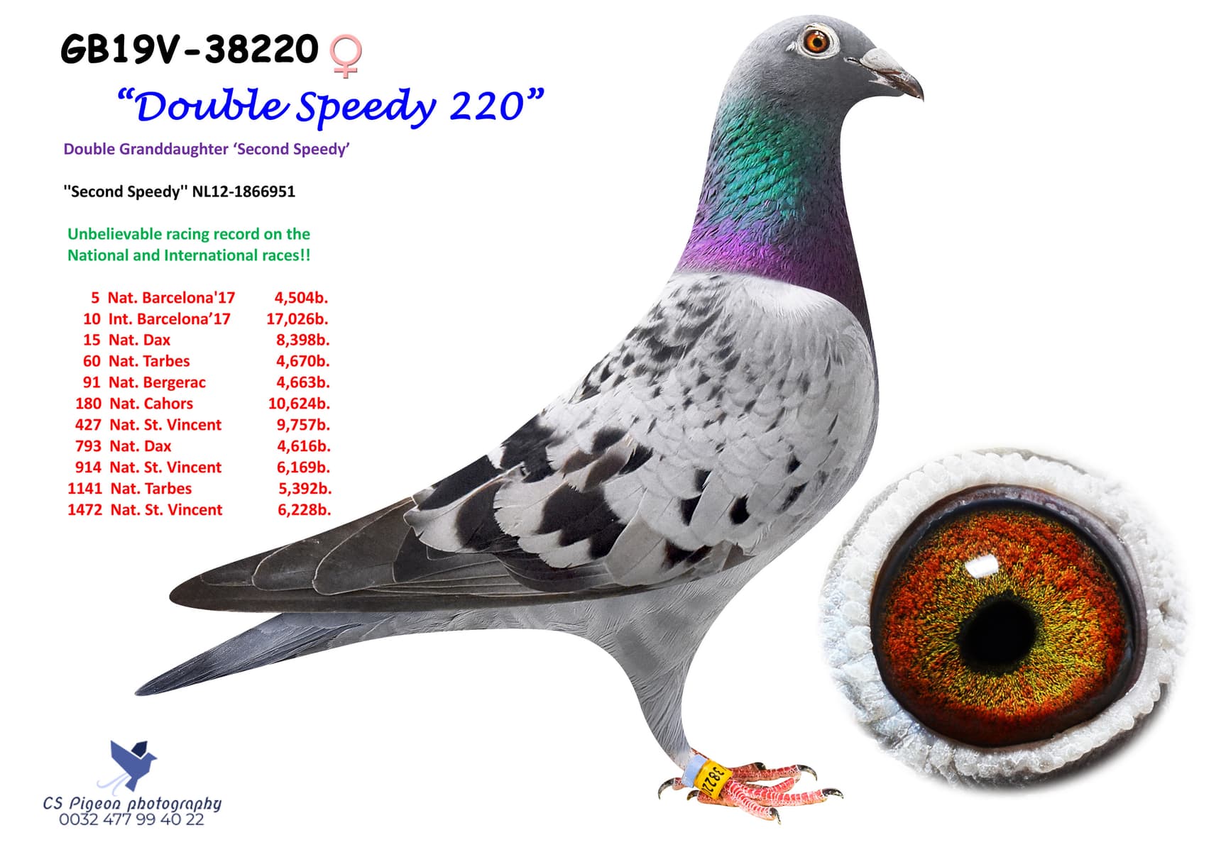 pigeon: undefined