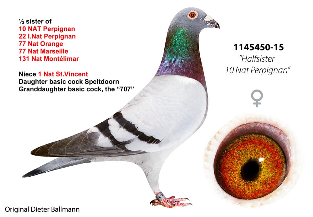 pigeon: undefined