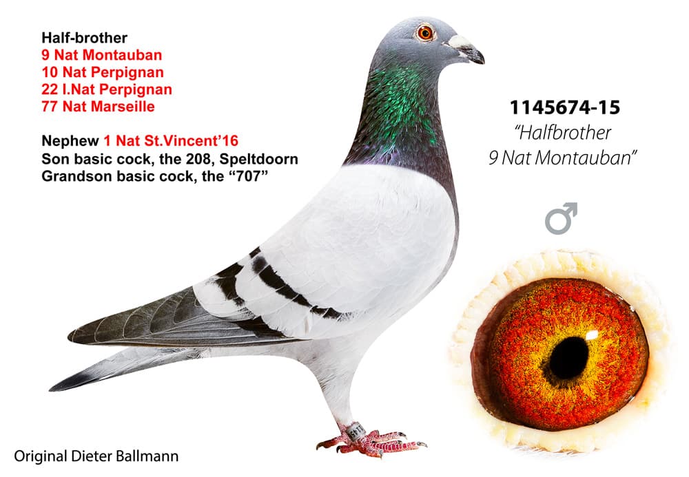 pigeon: undefined