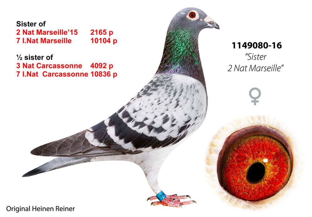 pigeon: undefined