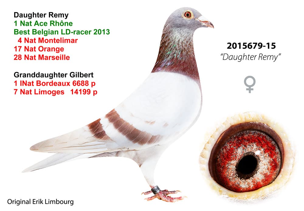 pigeon: Daughter Remy 679