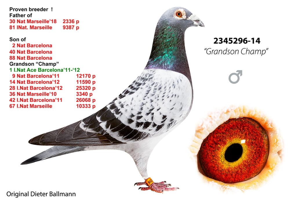 pigeon: undefined