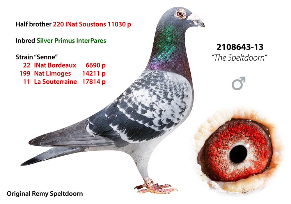 pigeon: undefined