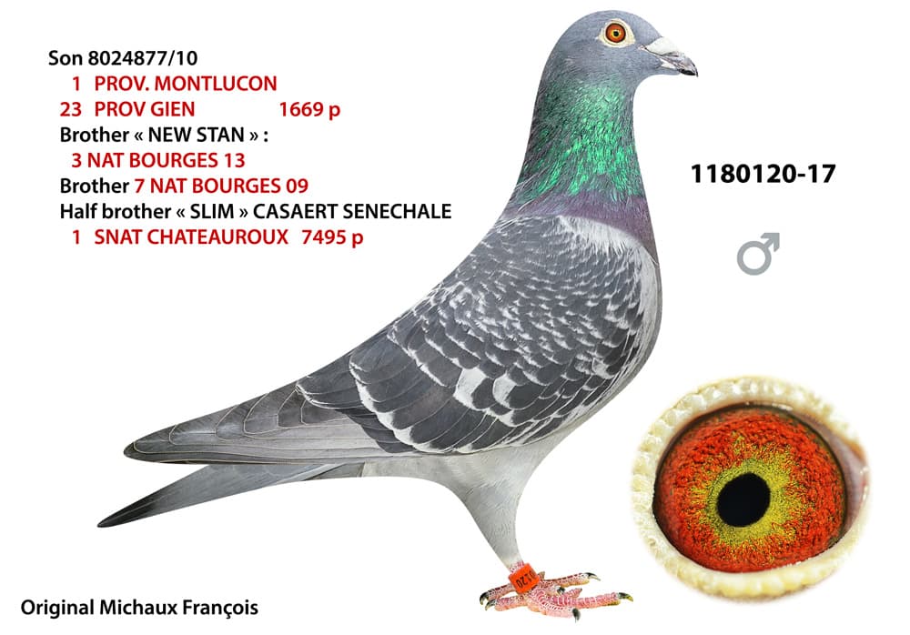 pigeon: undefined