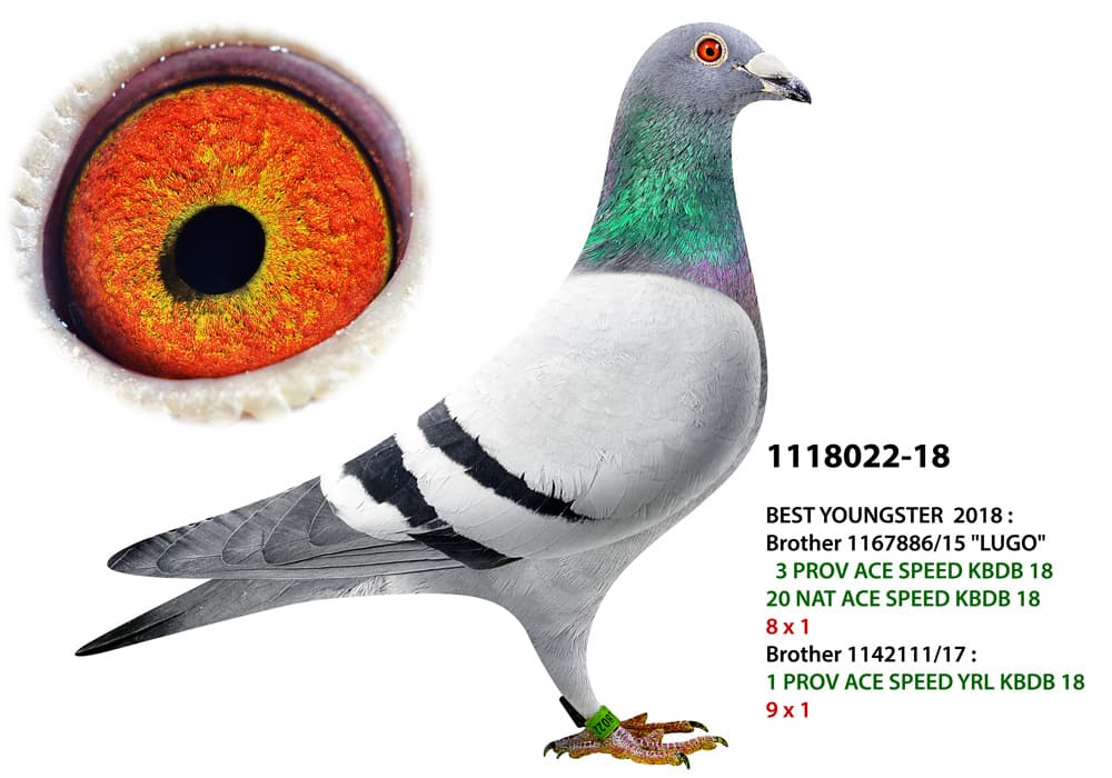 pigeon: undefined