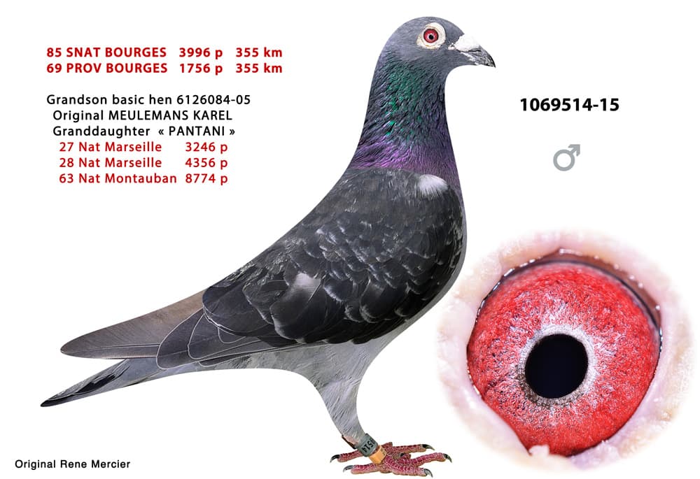 pigeon: undefined