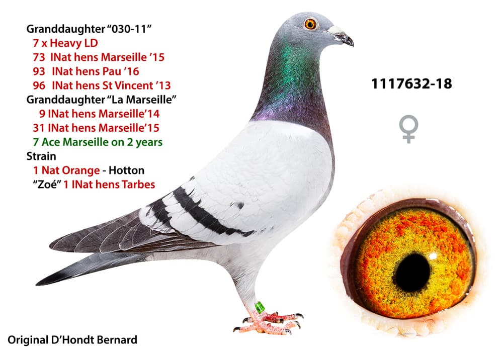 pigeon: undefined