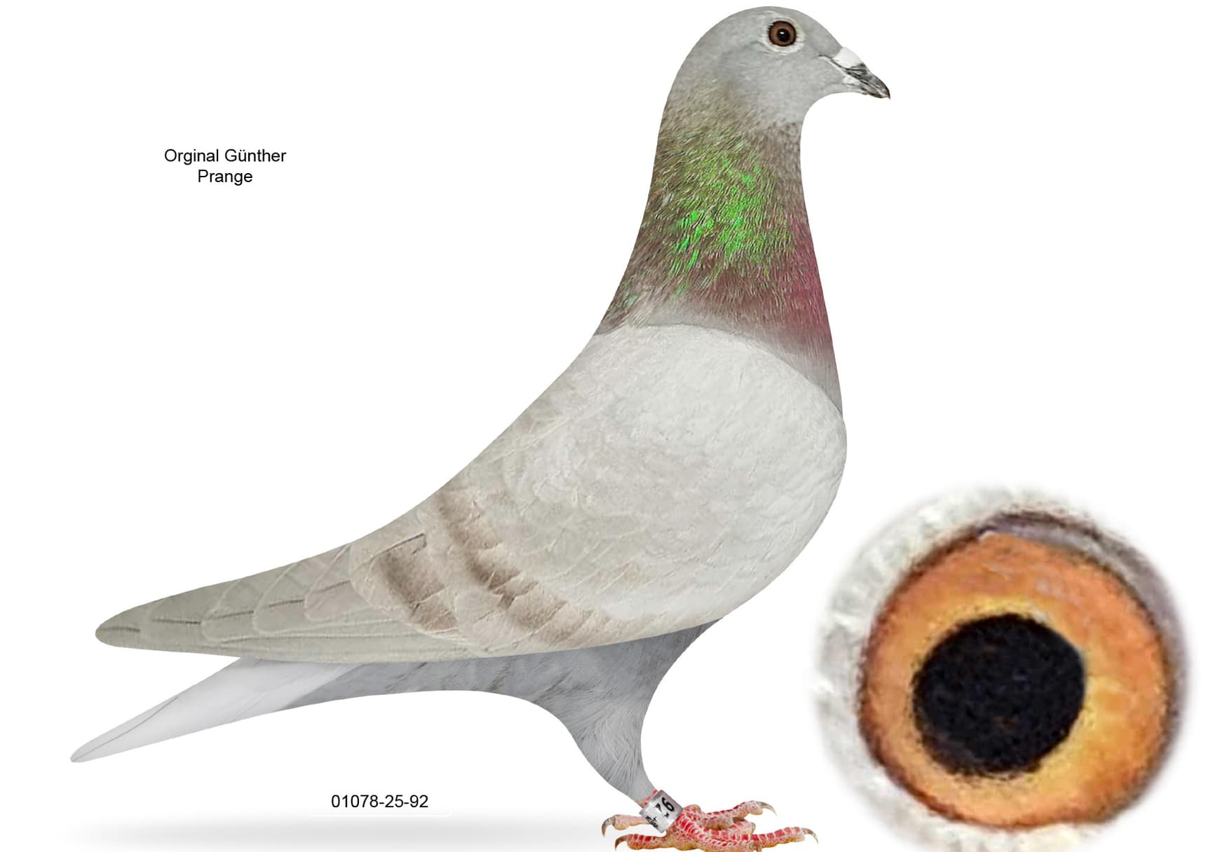 LINE OF THE LEGEND "520"