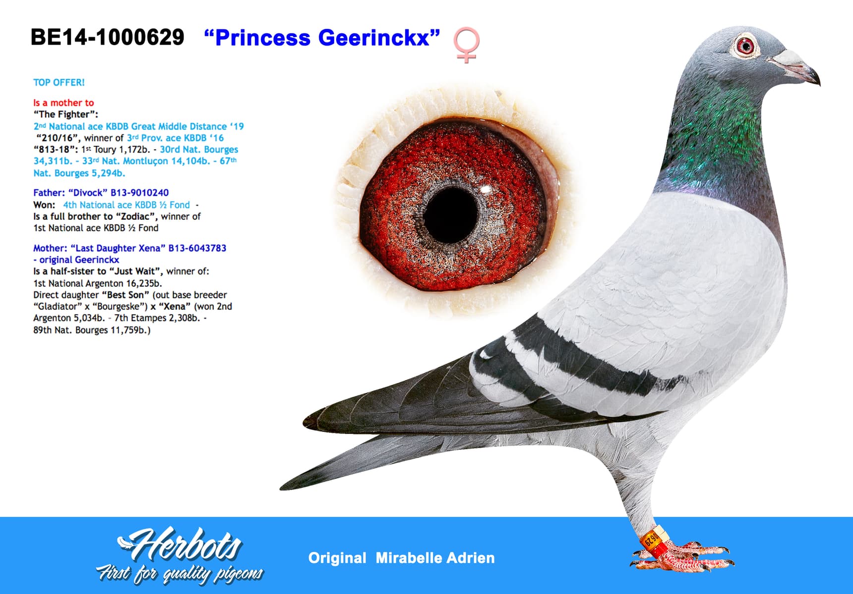 pigeon: undefined