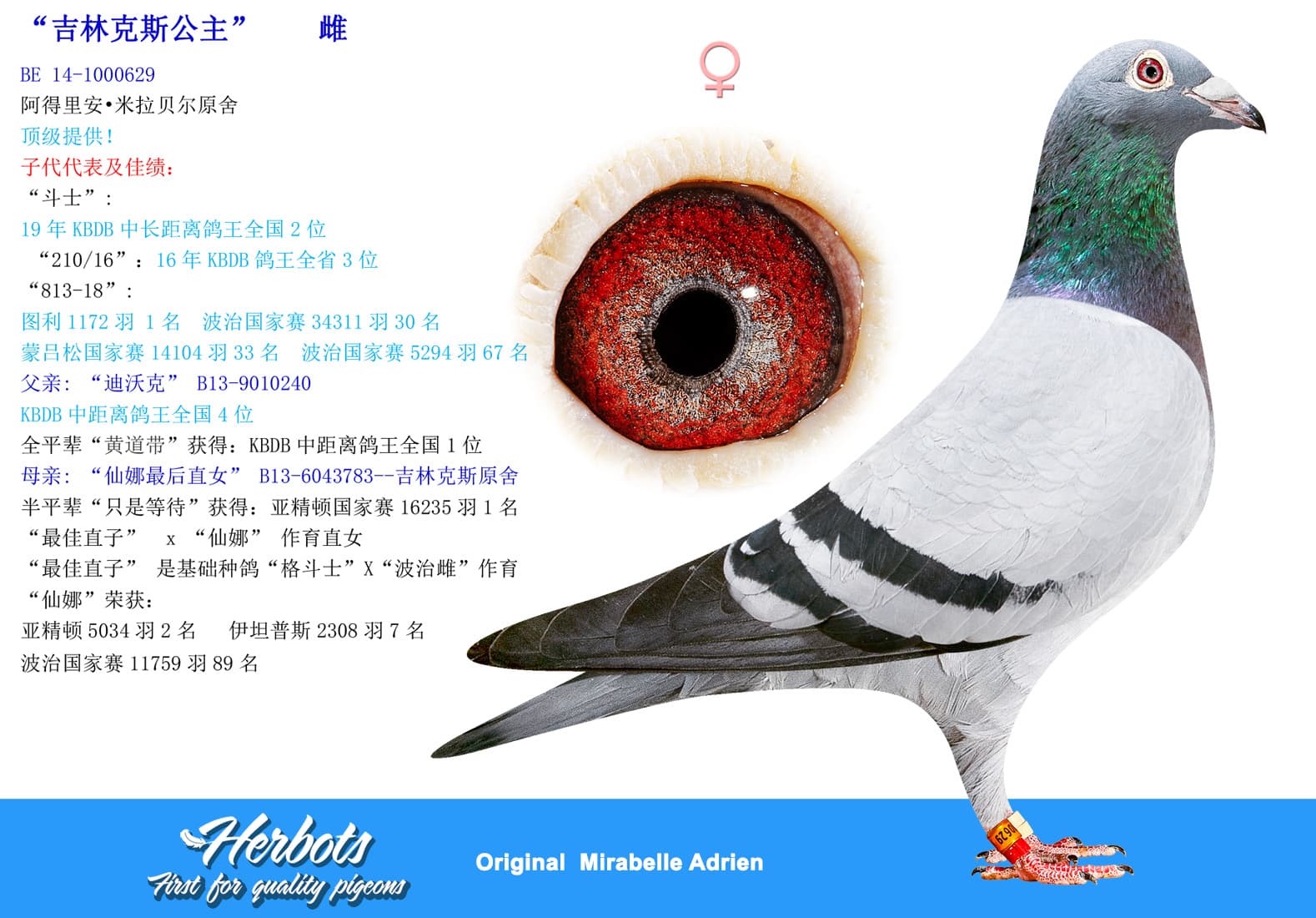 pigeon: undefined