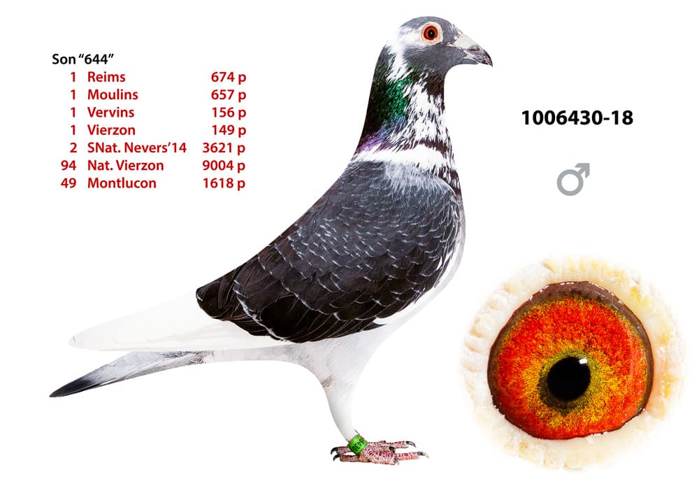 pigeon: undefined