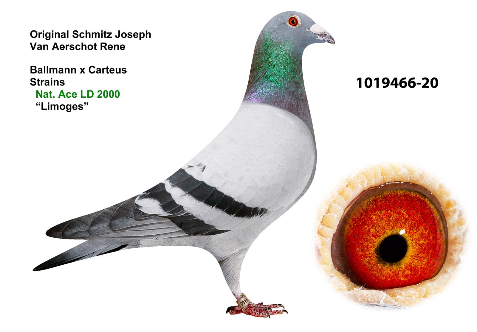 pigeon: undefined