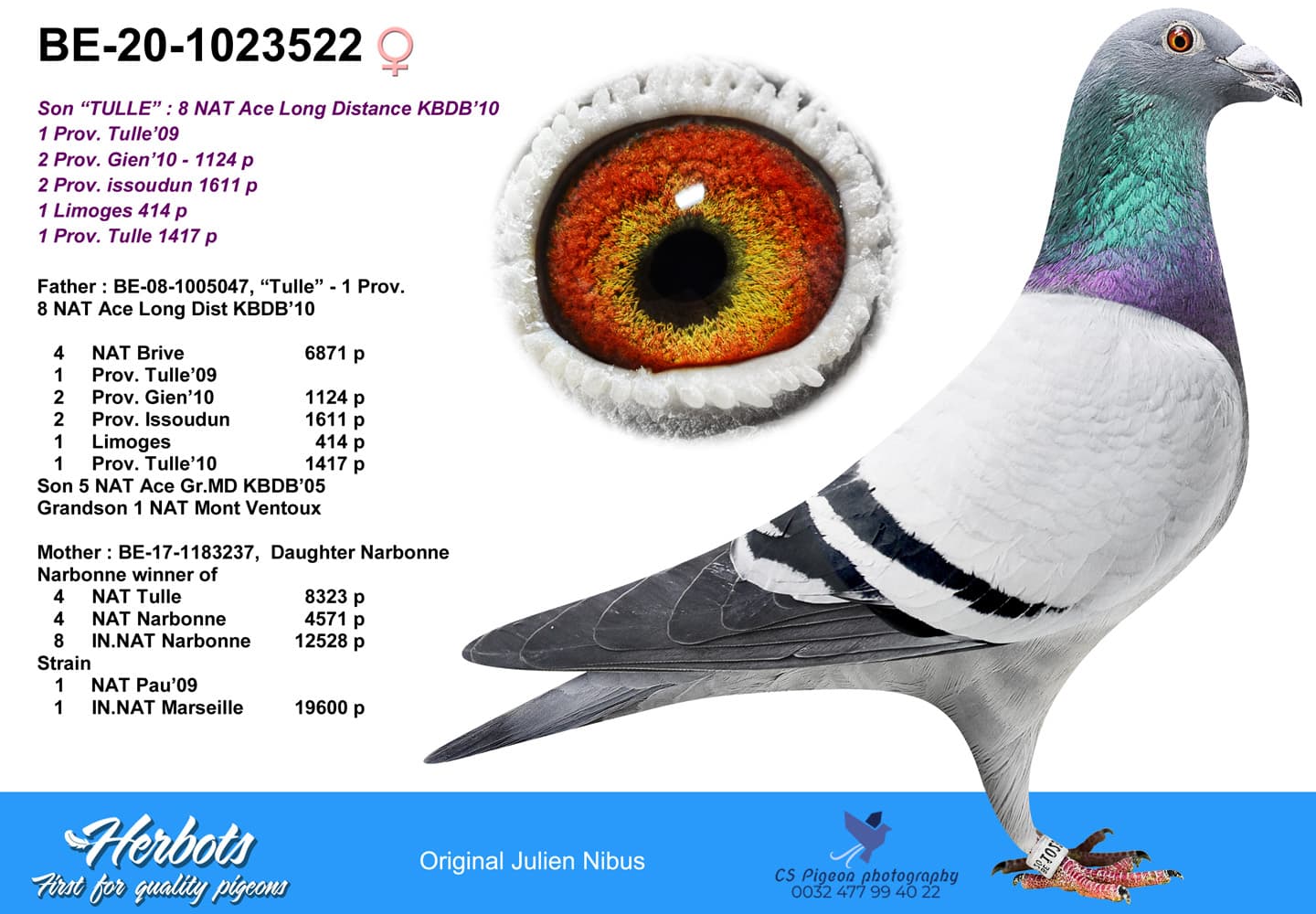 pigeon: undefined