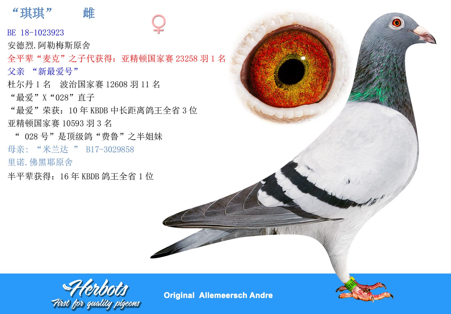 pigeon: undefined