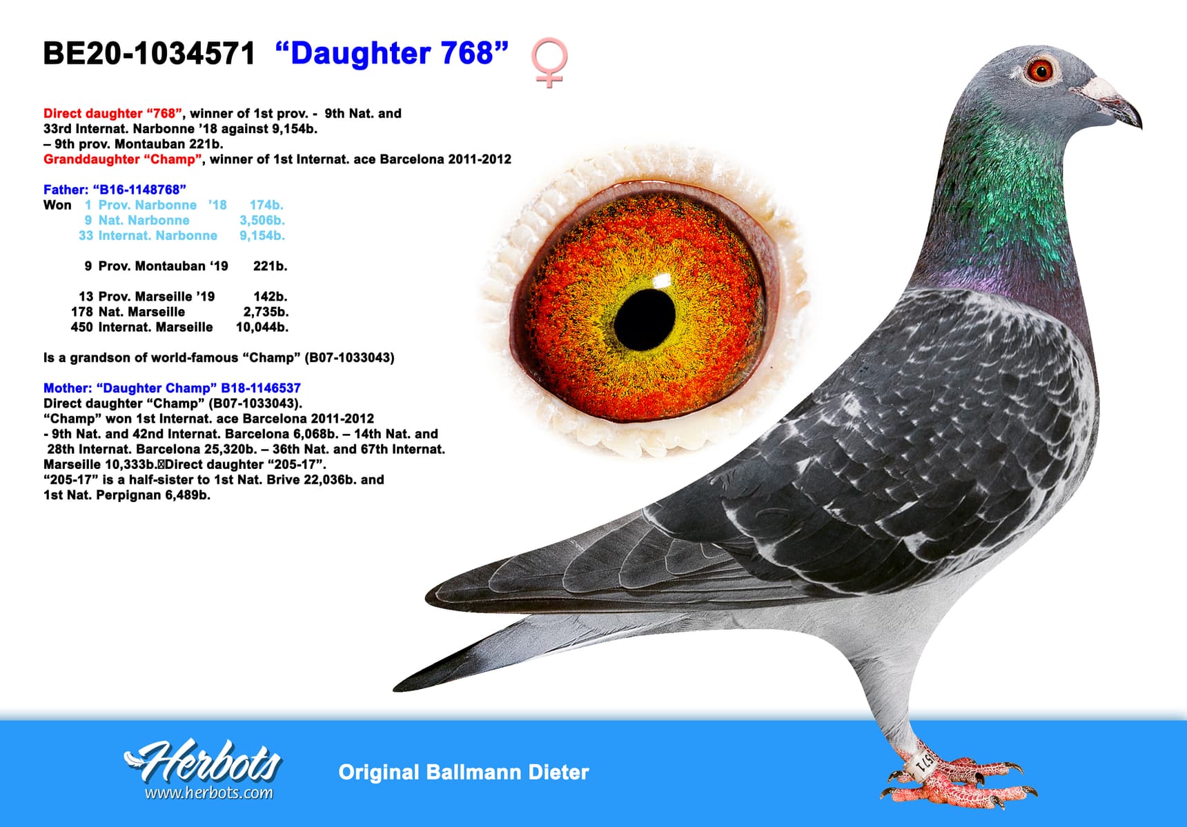 pigeon: ”Daughter 768”