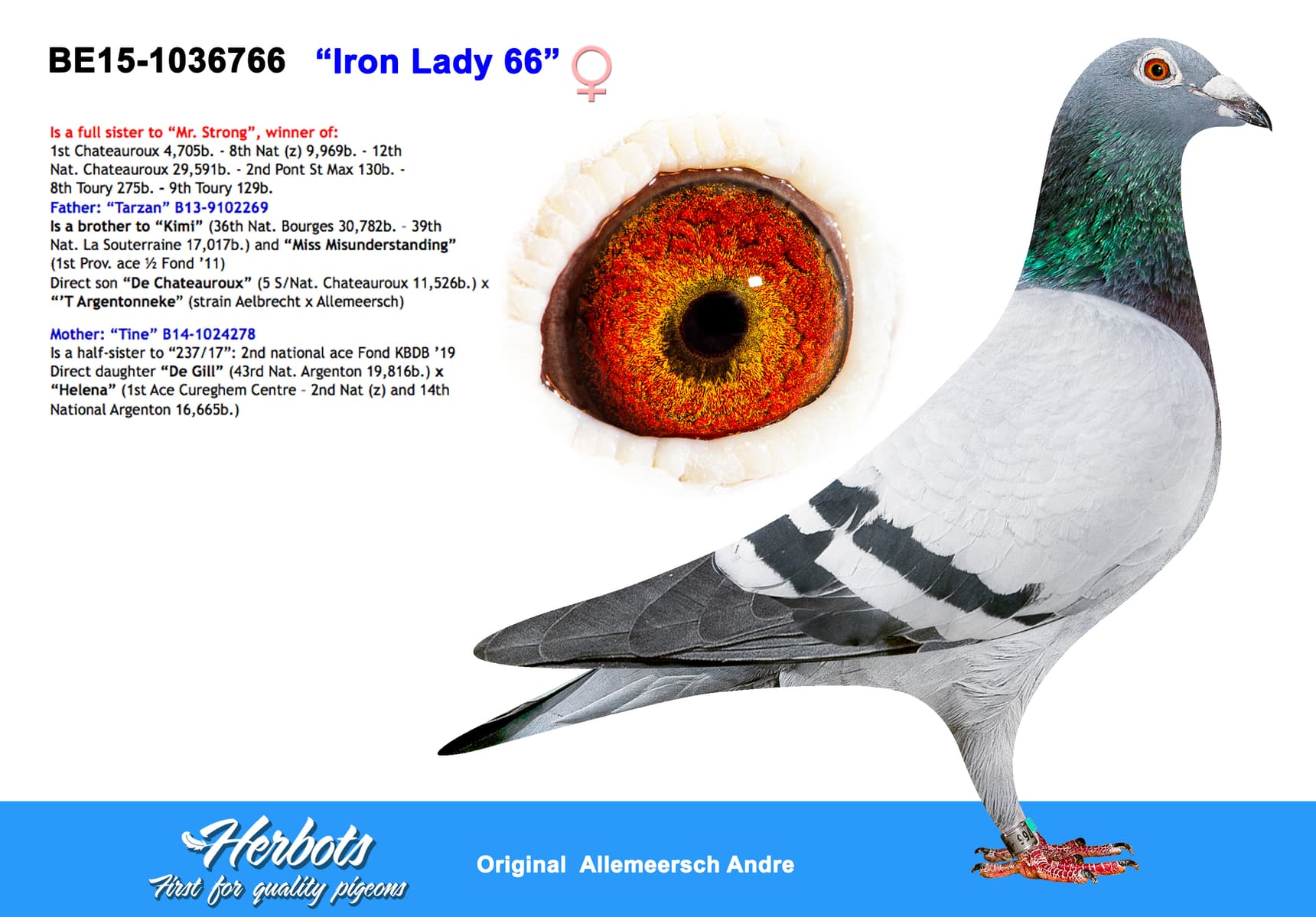pigeon: undefined