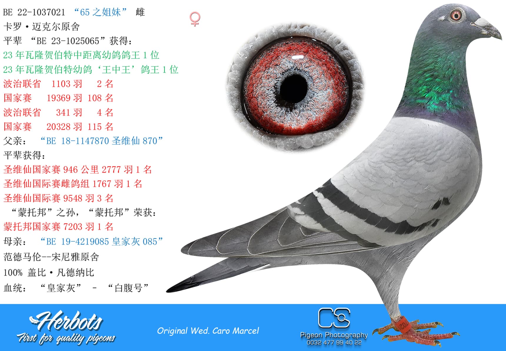 pigeon: “65之姐妹”