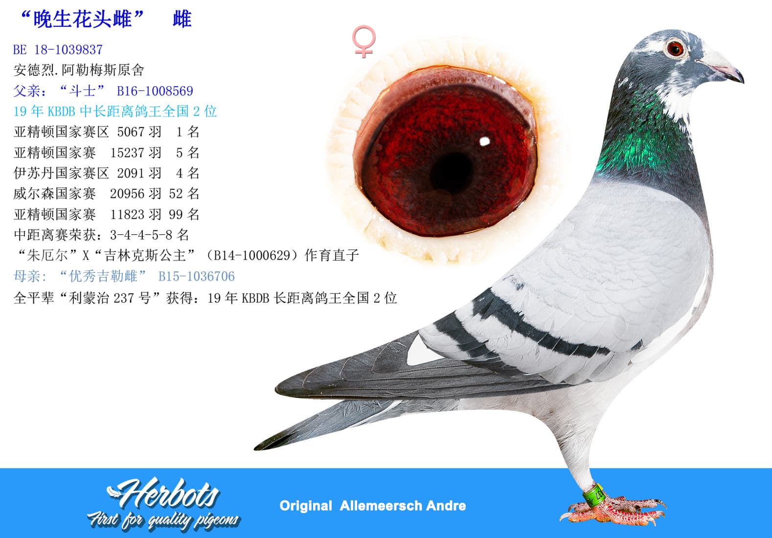 pigeon: undefined