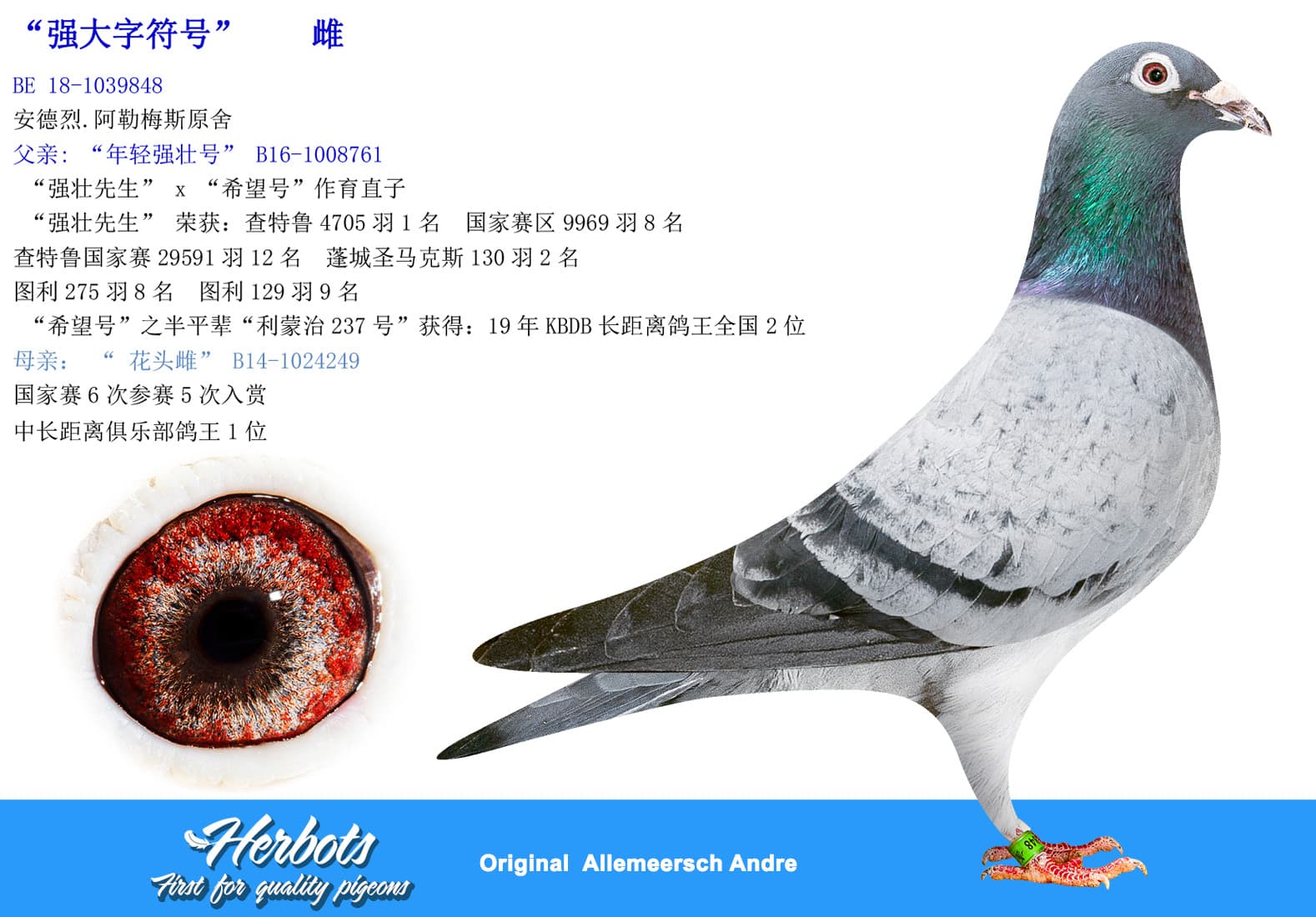 pigeon: undefined