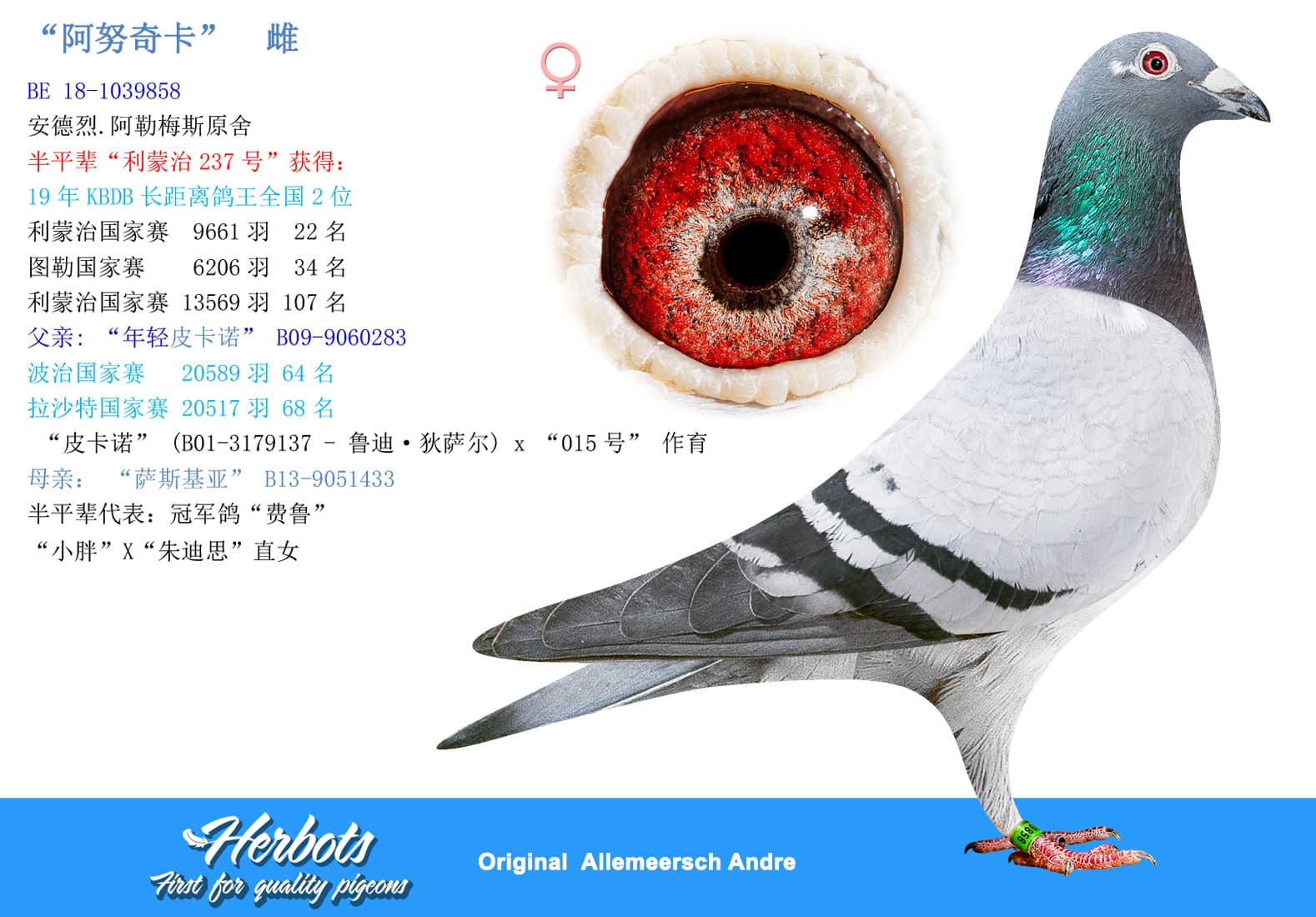 pigeon: undefined