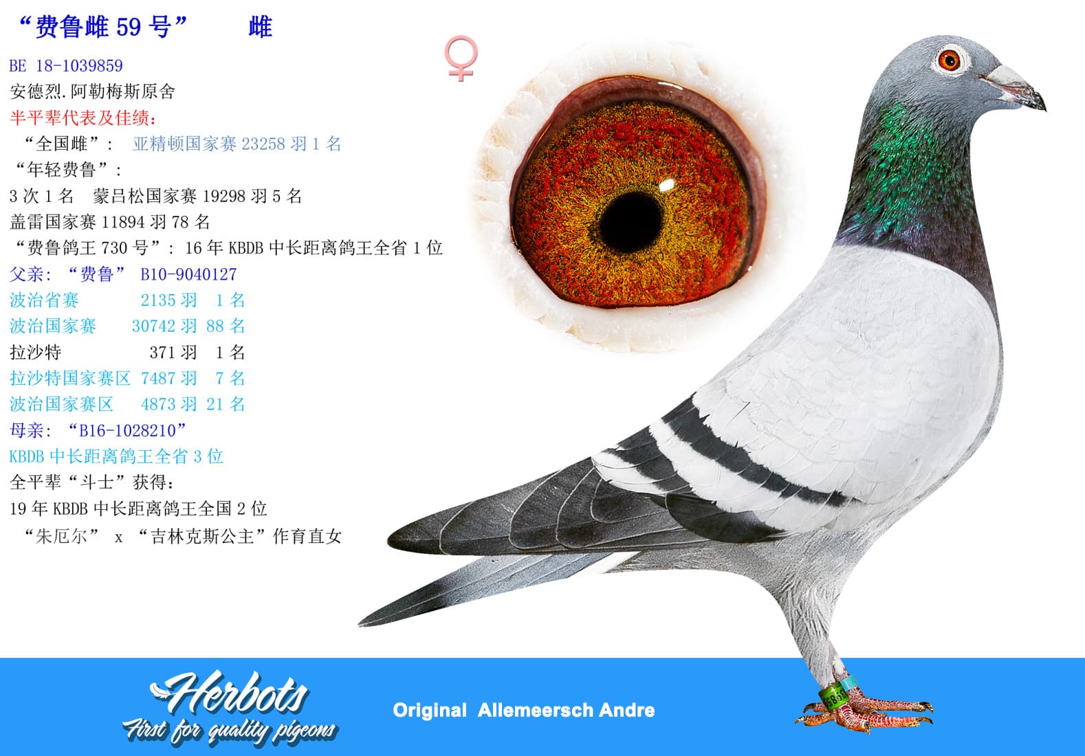 pigeon: undefined