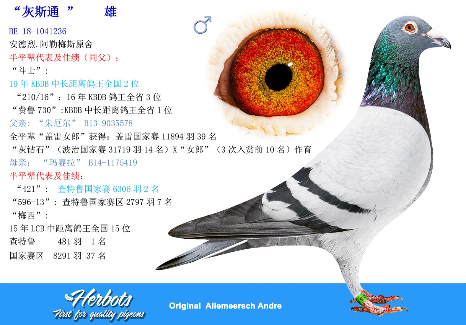 pigeon: undefined