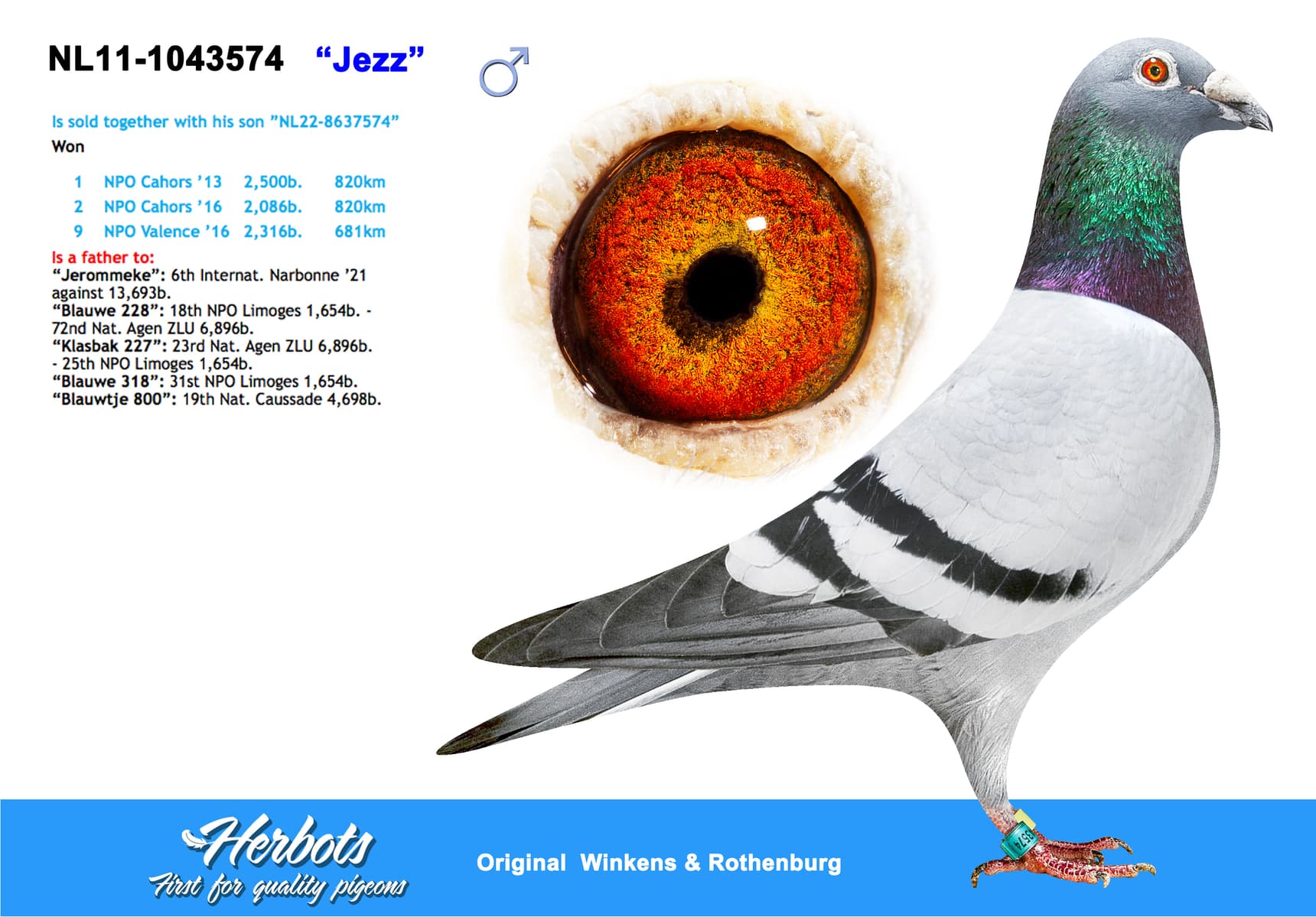 pigeon: “Jezz”